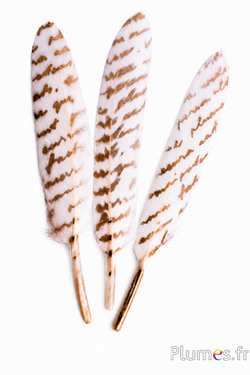 Gans - Mr Darcy’s Letter - 10-15 cm - wit-goud